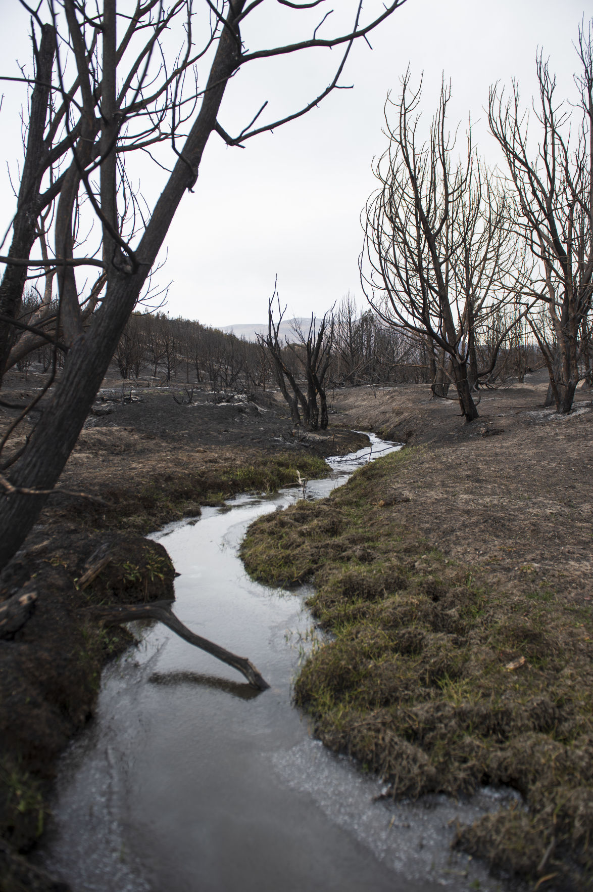 Restoration continues after South Hills Badger Fire